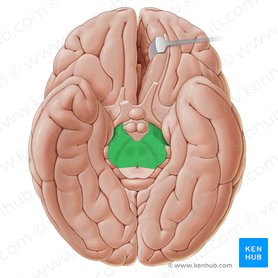 Pedúnculo cerebral (Pedunculus cerebri); Imagem: Paul Kim