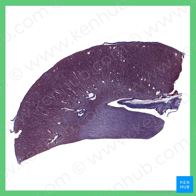 Kidney (Ren); Image: 