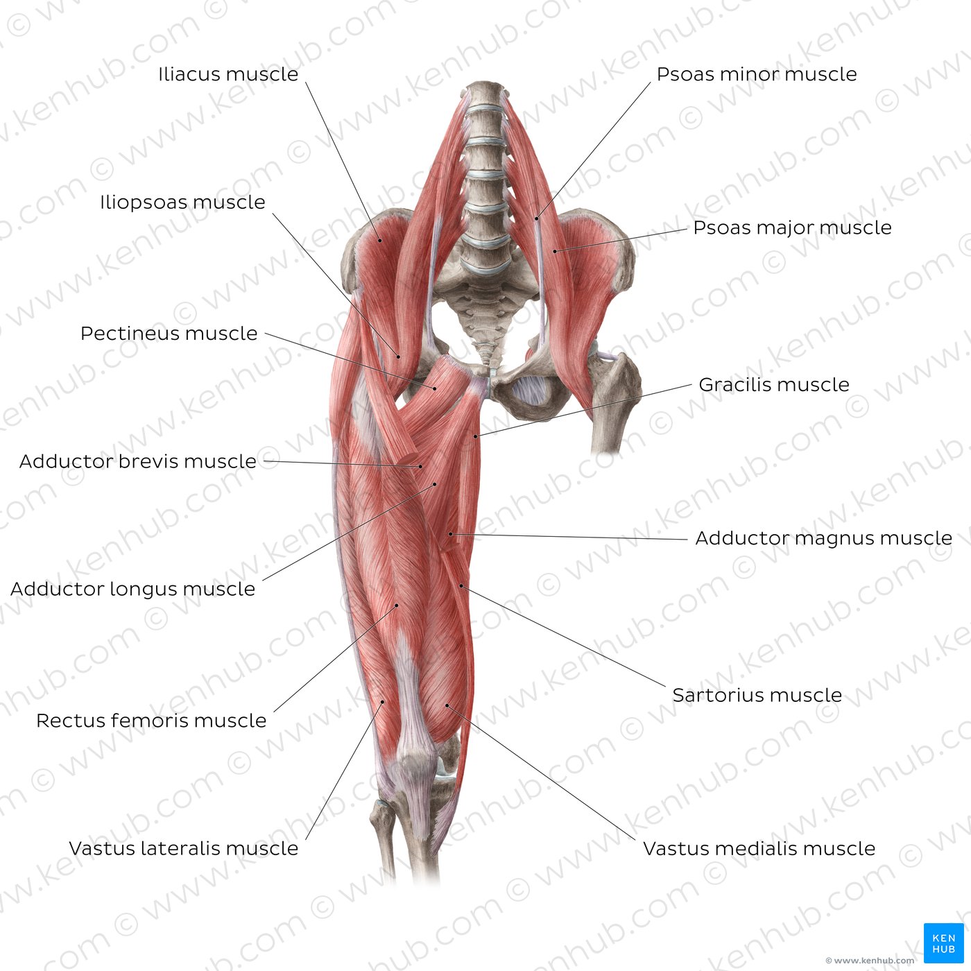 Muscles of the hip and thigh (Anterior view)