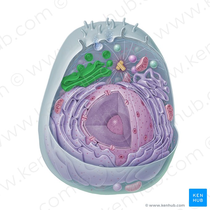 Apparatus golgiensis (Golgi-Apparat); Bild: Paul Kim