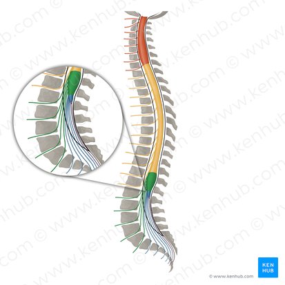 Spinal nerves L1-L5 (Nervi spinales L1-L5); Image: Irina Münstermann