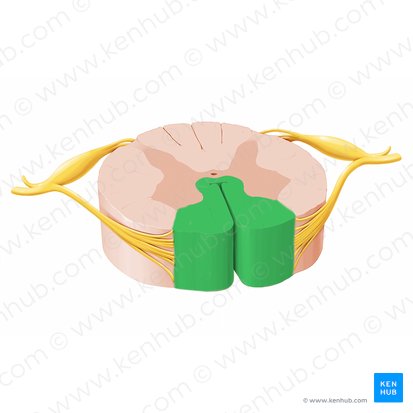 Funículo anterior da medula espinal (Funiculus anterior medullae spinalis); Imagem: Paul Kim