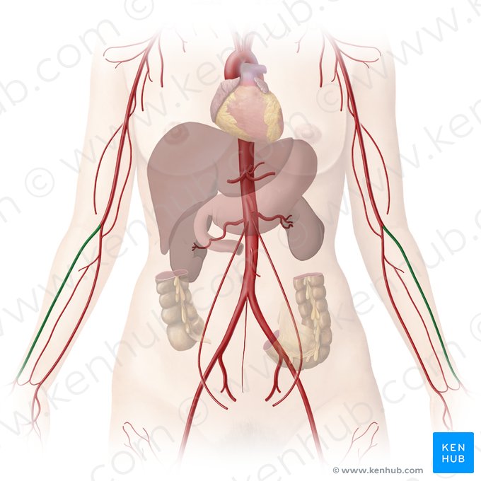 Arteria radial (Arteria radialis); Imagen: Begoña Rodriguez