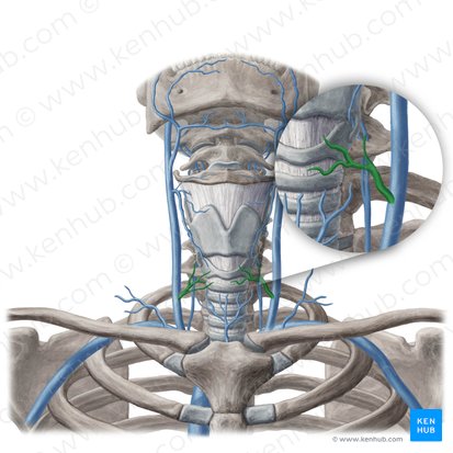 Middle thyroid vein (Vena thyroidea media); Image: Yousun Koh