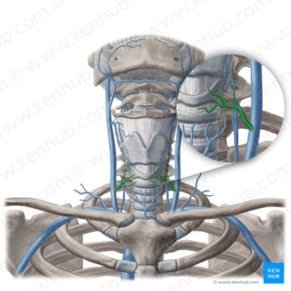 Veine thyroïdienne moyenne (Vena thyroidea media); Image : Yousun Koh