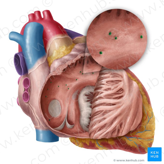 Orificio de las venas cardíacas mínimas (Foramina venarum minimarum); Imagen: Yousun Koh