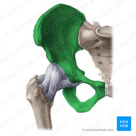 Hip bone (Os coxae); Image: Liene Znotina