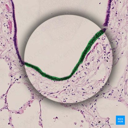 Epitélio respiratório do bronquíolo terminal (Epithelium respiratorium bronchioli terminalis); Imagem: 