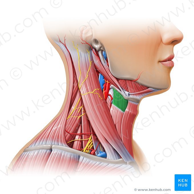 Thyrohyoid muscle (Musculus thyrohyoideus); Image: Paul Kim