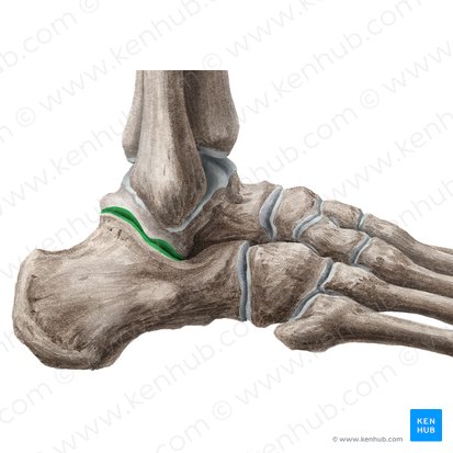 Articulatio subtalaris (Hinteres unteres Sprunggelenk); Bild: Liene Znotina