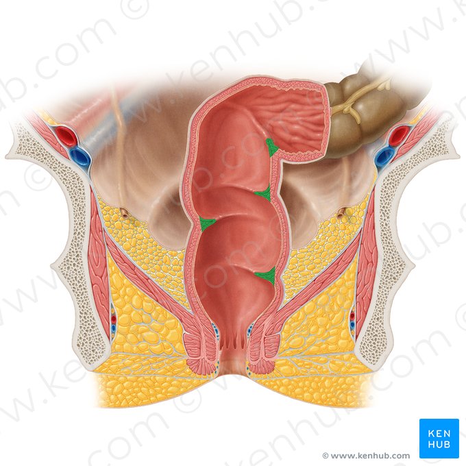 Transverse folds of rectum (Plicae transversae recti); Image: Samantha Zimmerman
