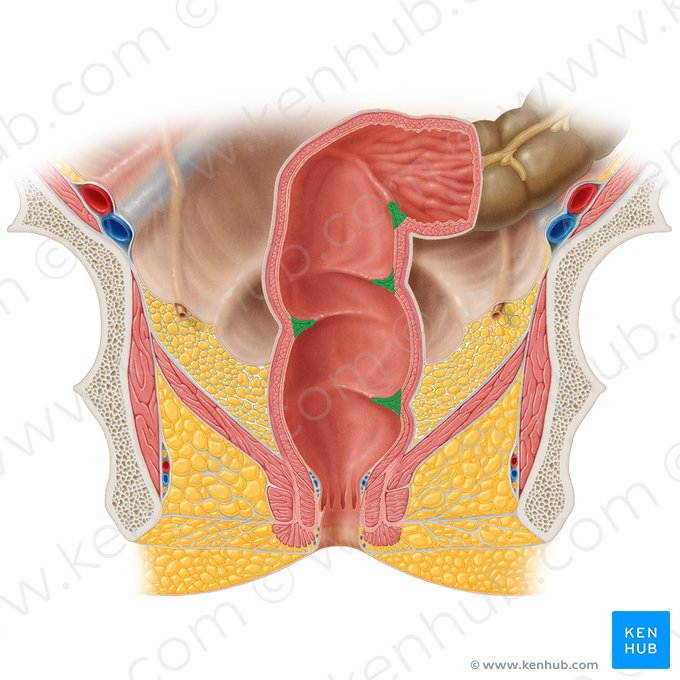 Plis transverses du rectum (Plicae transversae recti); Image : Samantha Zimmerman