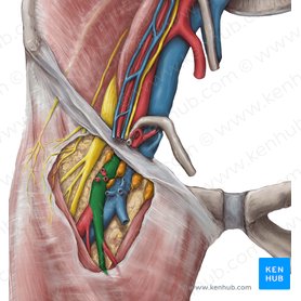 Artéria femoral (Arteria femoralis); Imagem: Hannah Ely