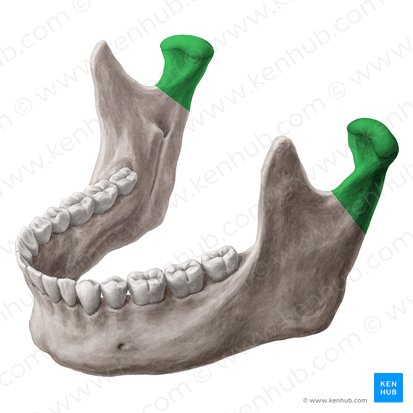 Processo condilar da mandíbula (Processus condylaris mandibulae); Imagem: Yousun Koh