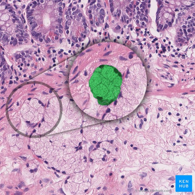 Duodenal submucosal gland (of Brunner) (Glandula submucosa duodenalis); Image: 