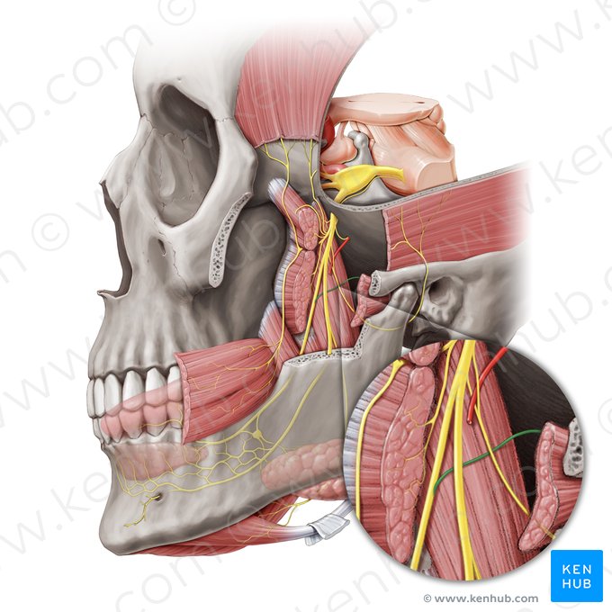 Cuerda del tímpano (Chorda tympani); Imagen: Paul Kim