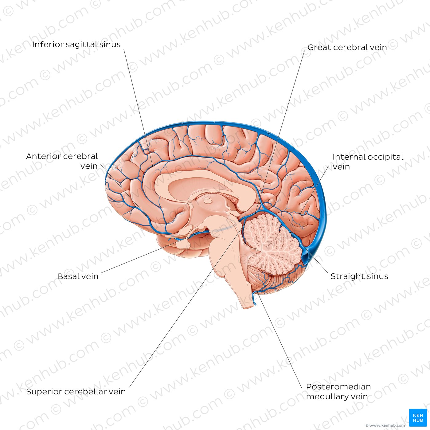 Cerebral veins - Medial view