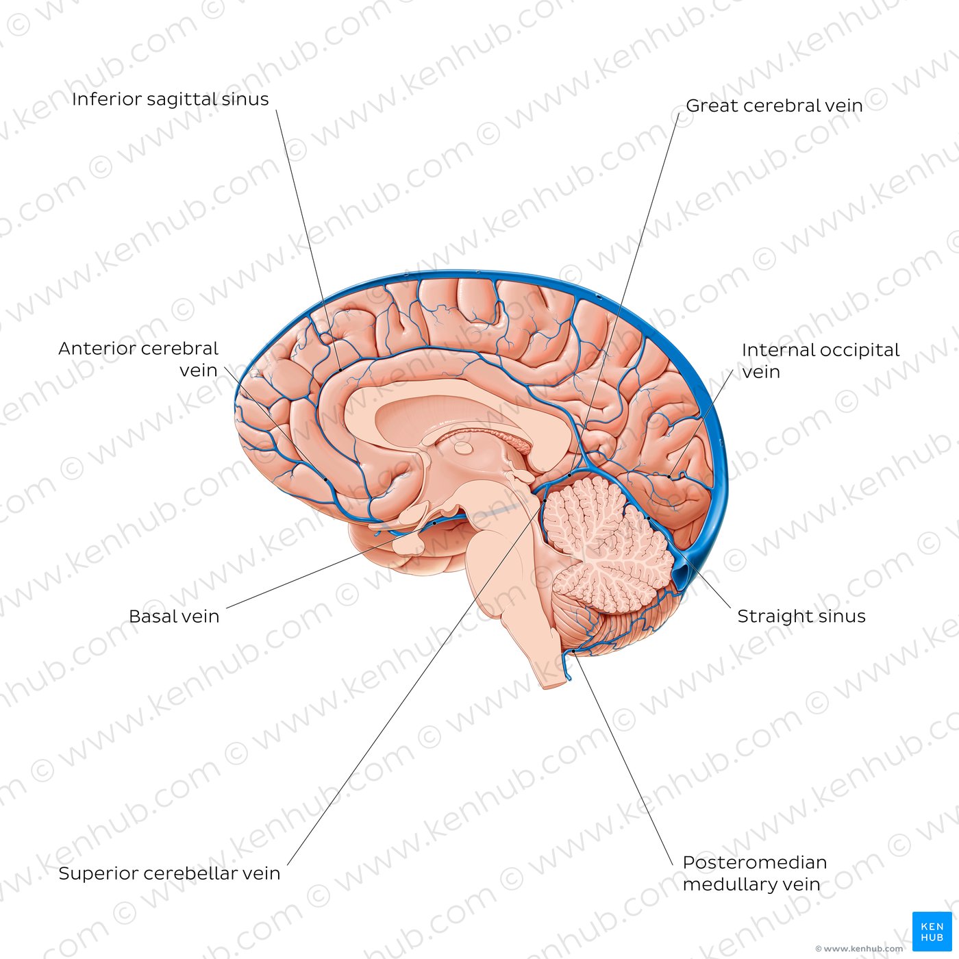 The larger superficial cerebral veins, including those draining the