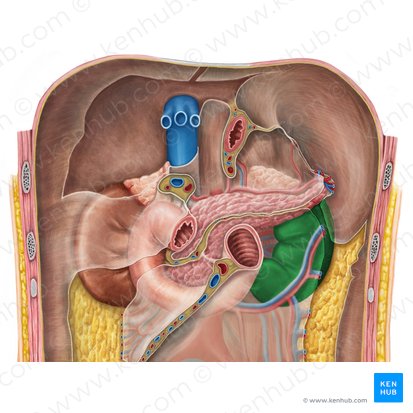 Left kidney (Ren sinister); Image: Irina Münstermann