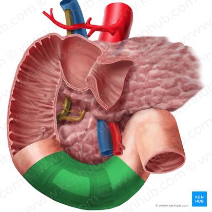 Porção horizontal do duodeno (Pars horizontalis duodeni); Imagem: Begoña Rodriguez