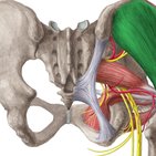 Musculus gluteus medius und minimus