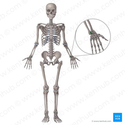 Articulatio radioulnaris distalis (Distales Speichen-Ellen-Gelenk); Bild: Irina Münstermann