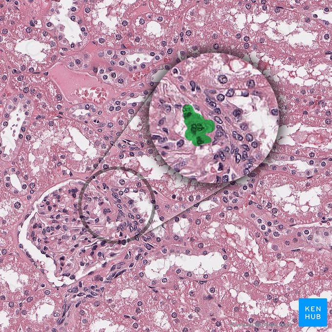 Células mesangiais extraglomerulares (Mesangiocytus extraglomerularis); Imagem: 