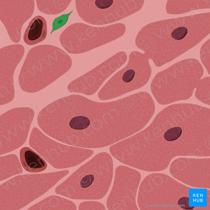 Fibroblast (Fibroblastus); Image: Tal Bavli Ziv