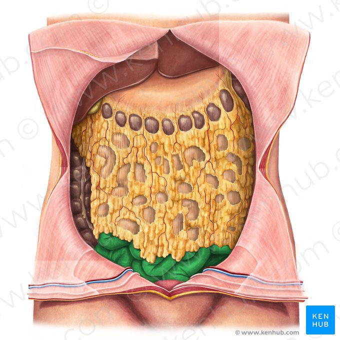 Íleon (Ileum); Imagen: Irina Münstermann