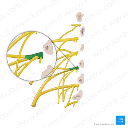 Anterior ramus of spinal nerve L3 (Ramus anterior nervi spinalis L3); Image: Begoña Rodriguez