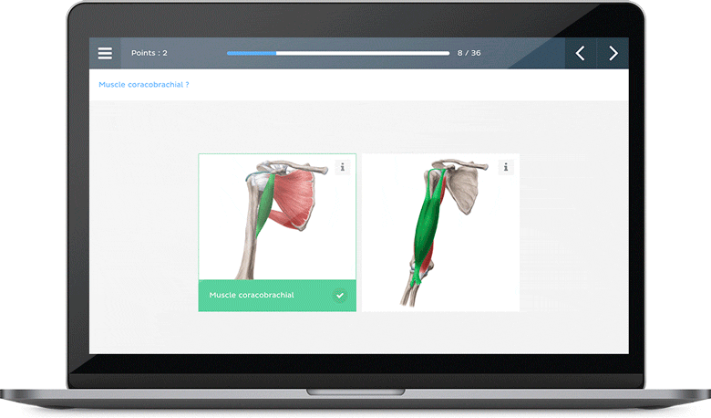 Quiz d'anatomie humaine : Entraînez-vous pour vos examens | Kenhub