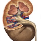 Neurovascular supply of the kidney