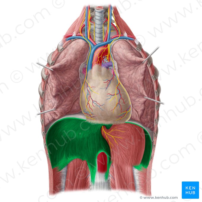 Diafragma (Diaphragma); Imagem: Yousun Koh