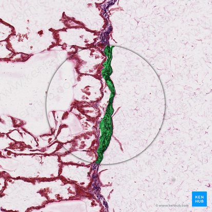 Dense connective tissue (Textus connectivus compactus); Image: 