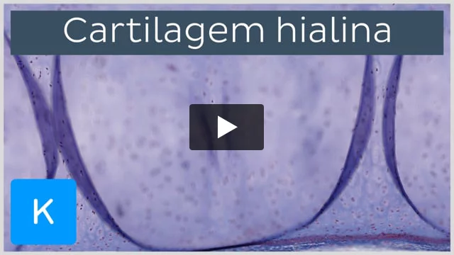 Traquéia cartilagem hialina40xcortado e legendado – Histologia Interativa