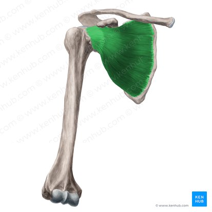 Subscapularis muscle (Musculus subscapularis); Image: Yousun Koh