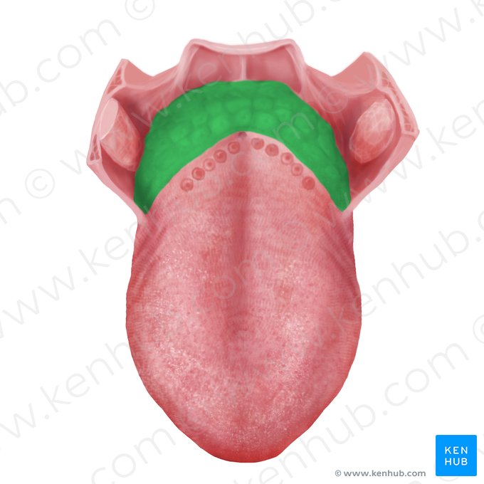 Root of tongue (Radix linguae); Image: Begoña Rodriguez