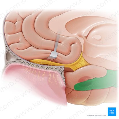Giro parahipocampal (Gyrus parahippocampalis); Imagen: Paul Kim
