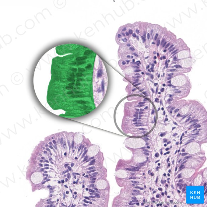 Epitélio colunar simples (com borda em escova) (Epithelium simplex columnare microvillosum); Imagem: 