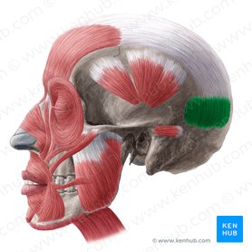 Musculus occipitalis (Hinterhauptsmuskel); Bild: Yousun Koh