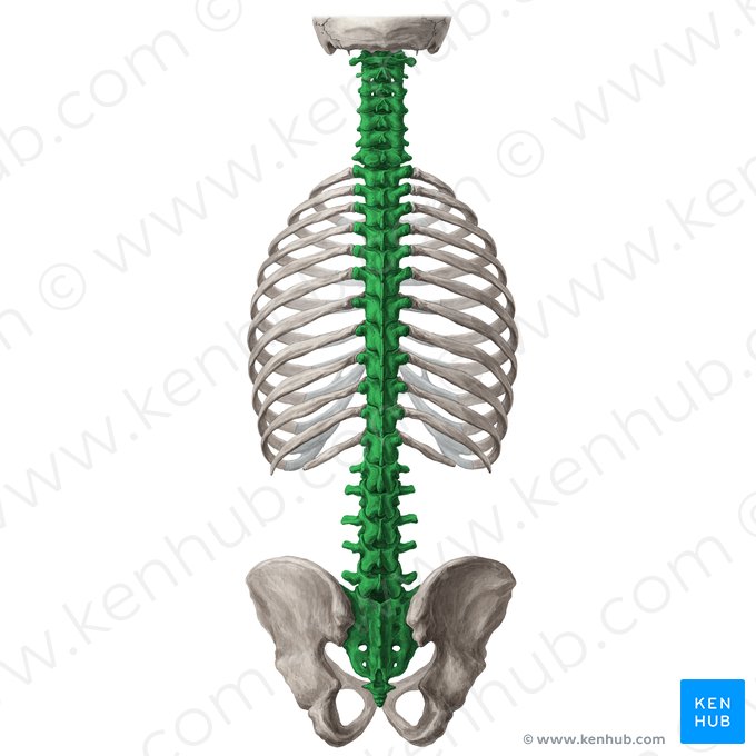 Coluna vertebral (Columna vertebralis); Imagem: Yousun Koh