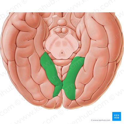 Giro lingual (Gyrus lingualis); Imagem: Paul Kim