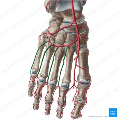 Dorsal metatarsal arteries (Arteriae metatarseae dorsales); Image: Liene Znotina