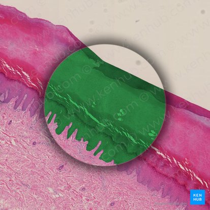 Epidermis; Bild: 