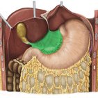 Omentum minus