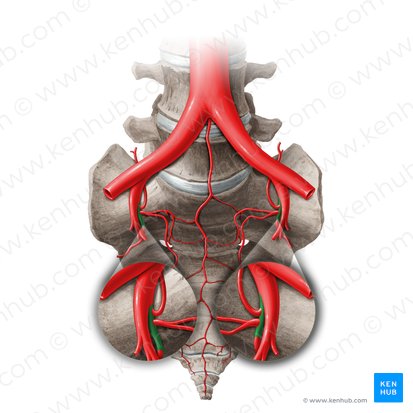 Posterior division of internal iliac artery (Divisio posterior arteriae iliacae internae); Image: Paul Kim