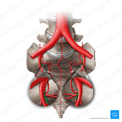 División posterior de la arteria ilíaca interna (Divisio posterior arteriae iliacae internae); Imagen: Liene Znotina