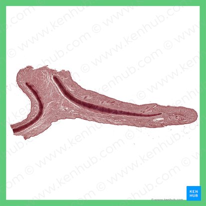 Elastic cartilage of ear; Image: 