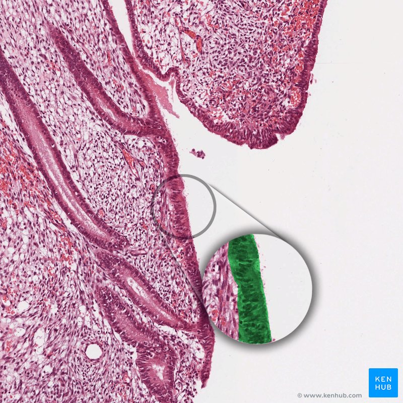 Simple columnar epithelium of the endometrium - histological slide