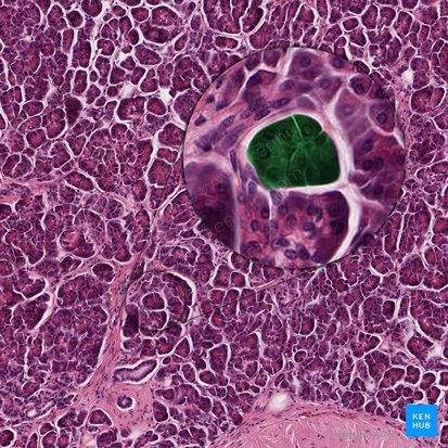 Acinos pancreáticos (Acinus pancreaticus); Imagen: 